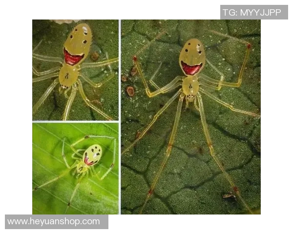 踢足球的动物们:探索自然界中那些热爱足球的奇妙生物